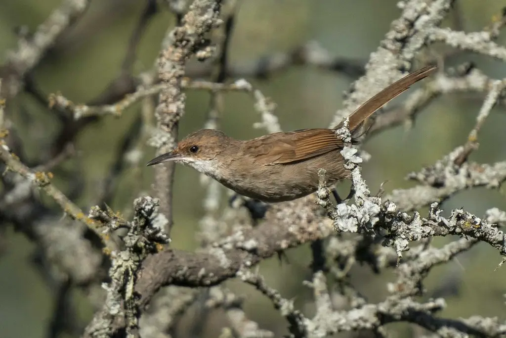 查科爬地雀(Tarphonomus certhioides)