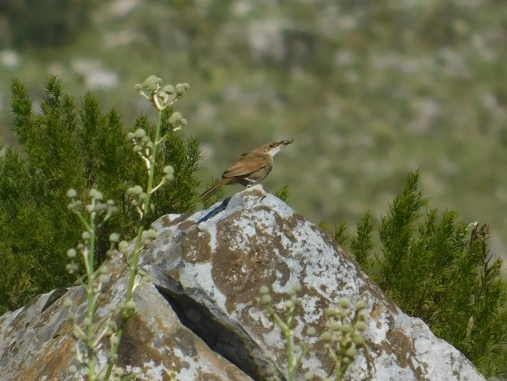 查科爬地雀(Tarphonomus certhioides)