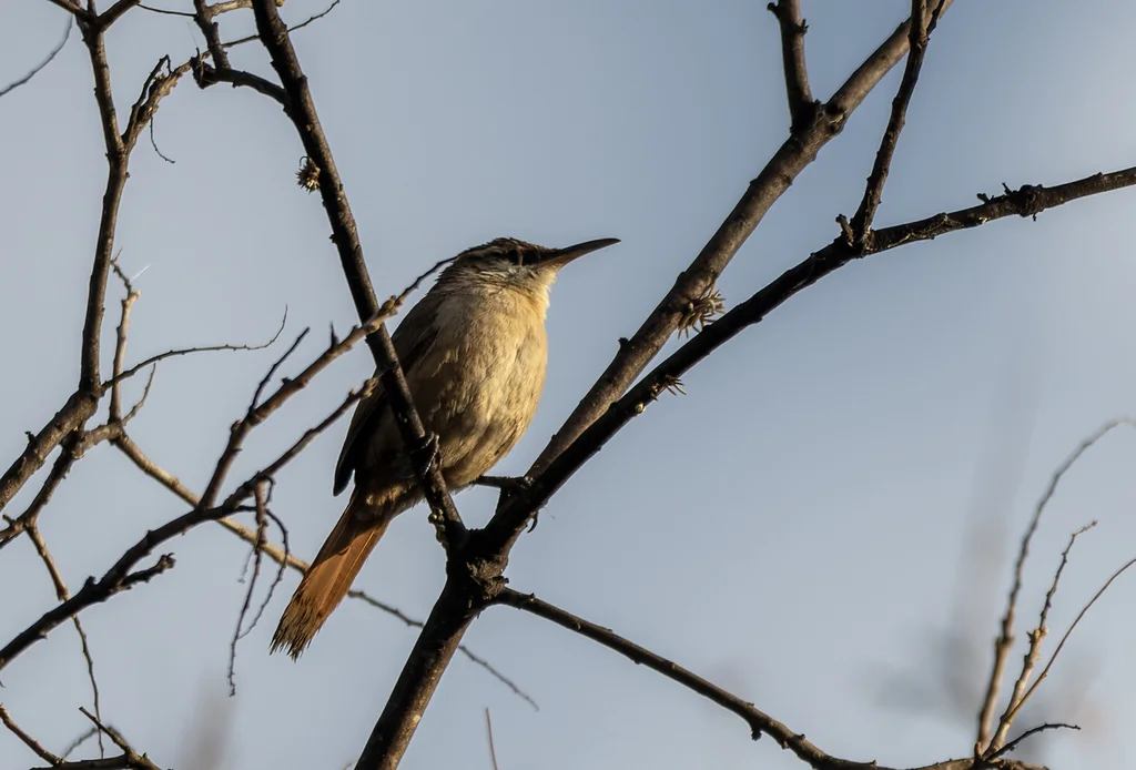 玻利维亚爬地雀(Tarphonomus harterti)