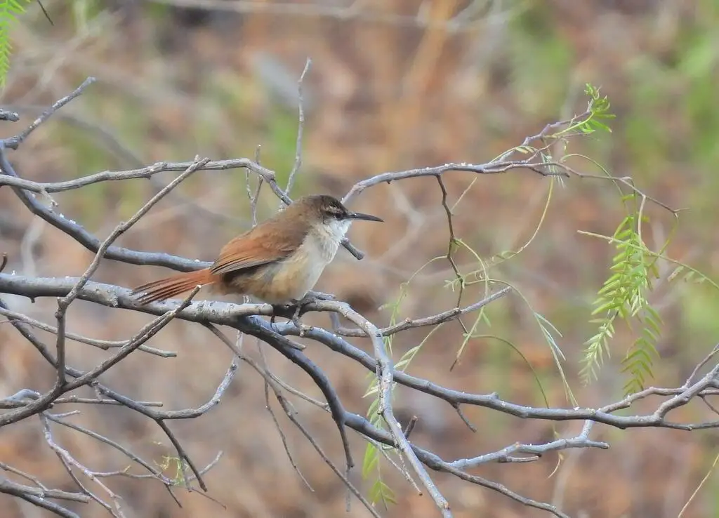 玻利维亚爬地雀(Tarphonomus harterti)