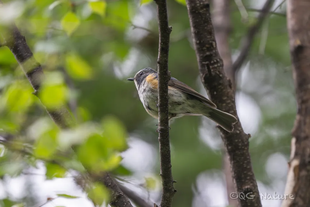 祁连山蓝尾鸲（Tarsiger albocoeruleus）