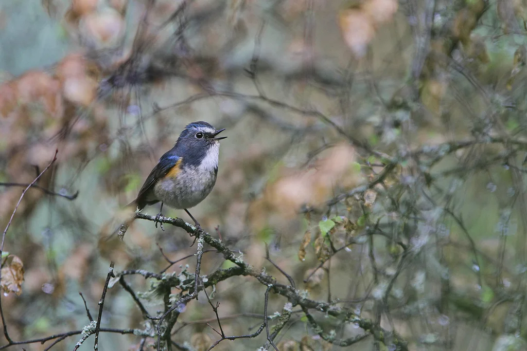 祁连山蓝尾鸲（Tarsiger albocoeruleus）