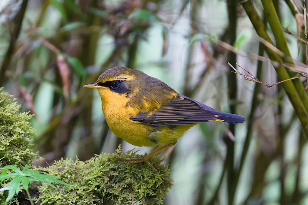 金色林鸲（Tarsiger chrysaeus）