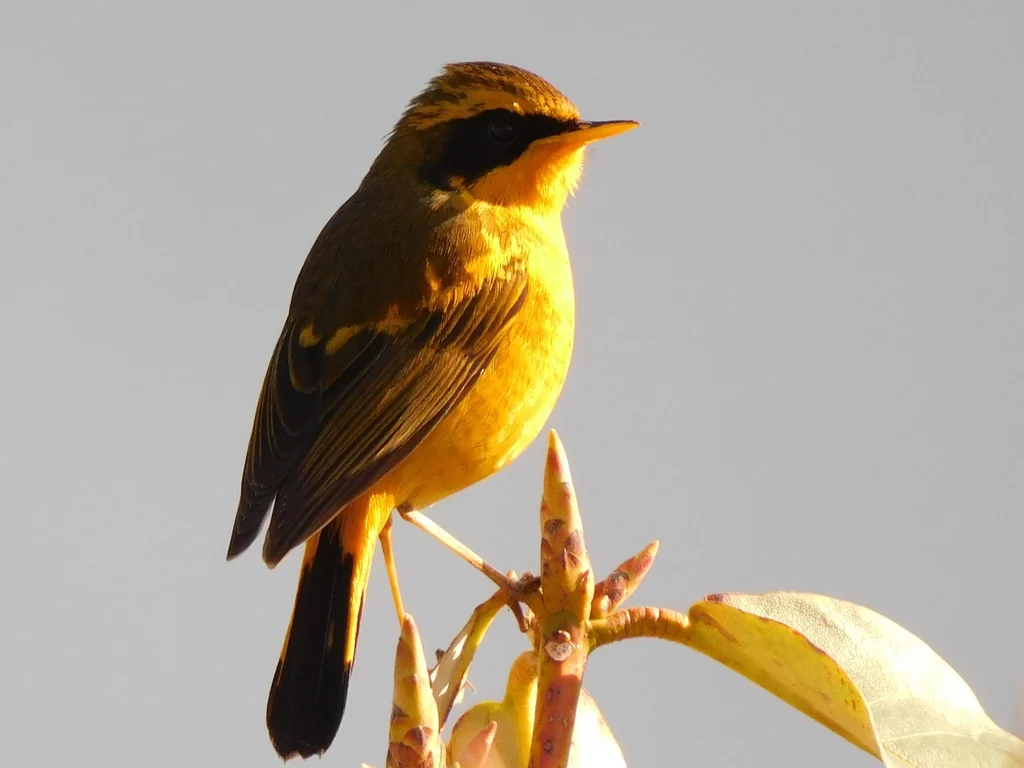 金色林鸲（Tarsiger chrysaeus）