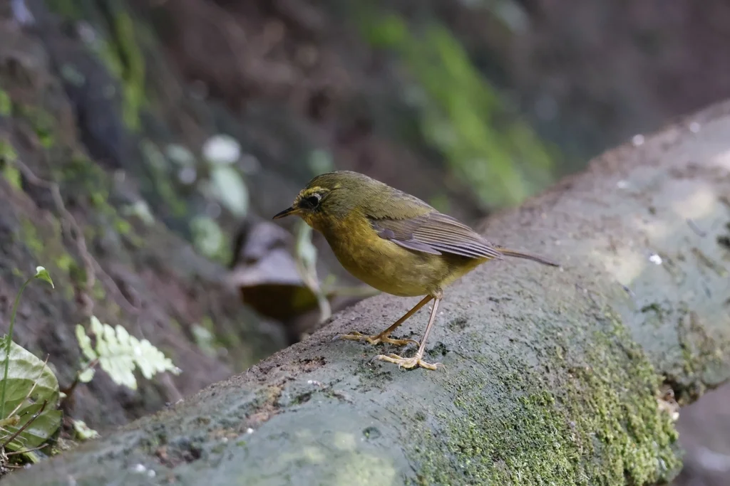金色林鸲（Tarsiger chrysaeus）