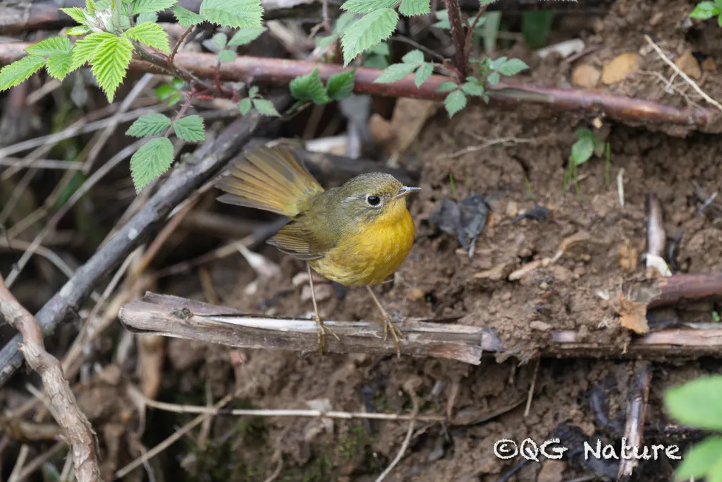金色林鸲（Tarsiger chrysaeus）