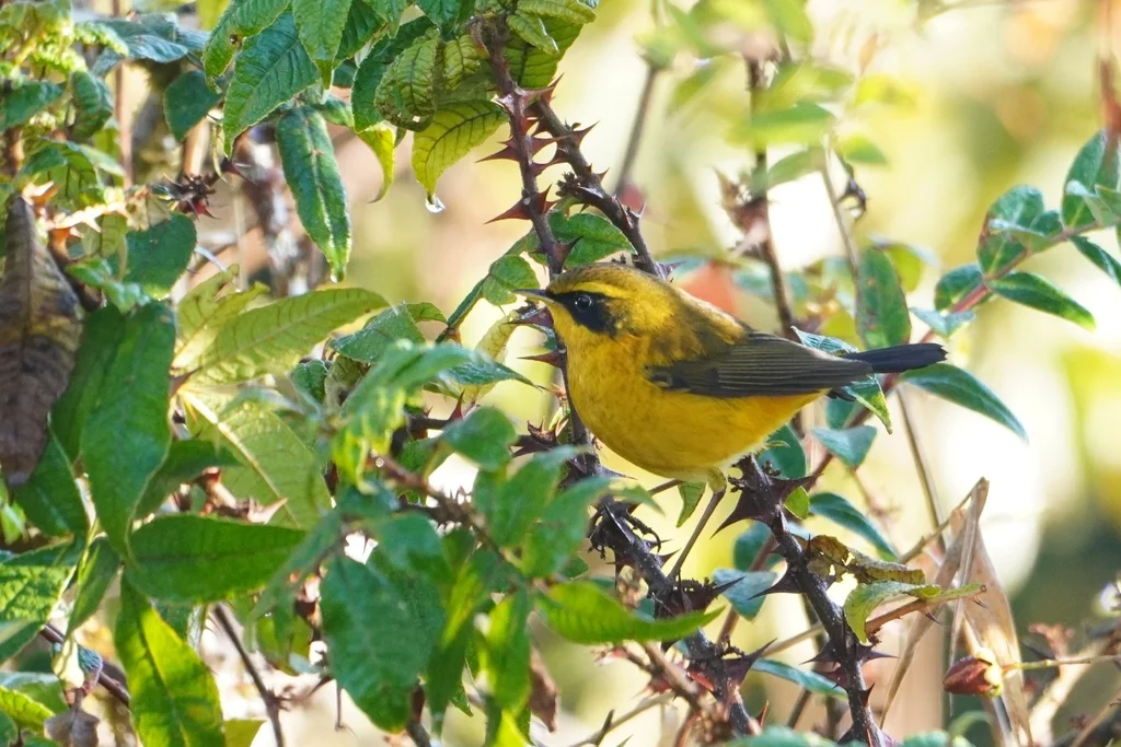 金色林鸲（Tarsiger chrysaeus）