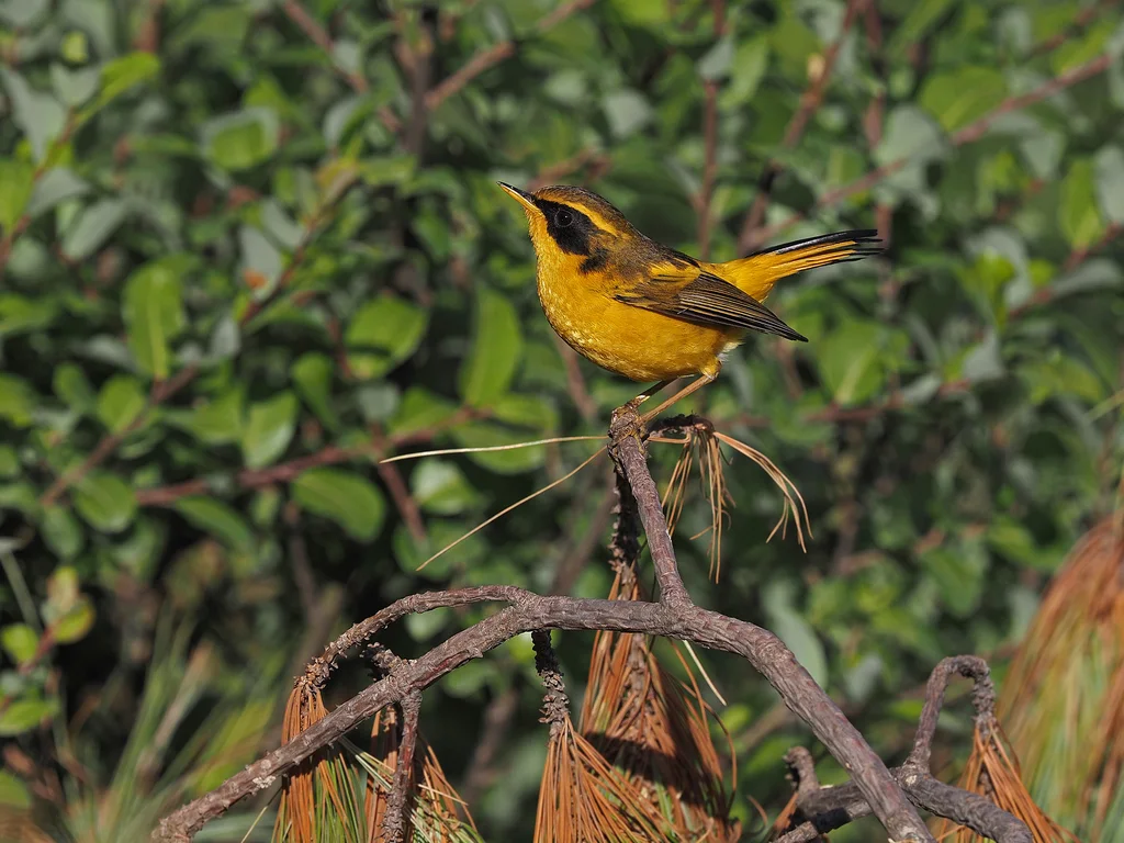 金色林鸲（Tarsiger chrysaeus）
