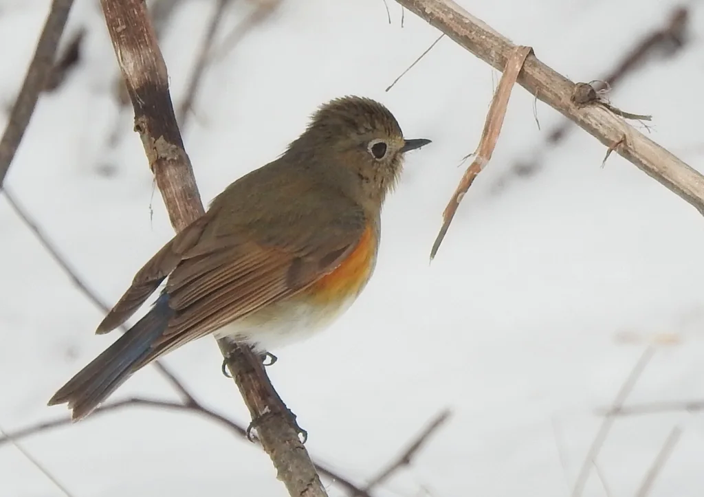 红胁蓝尾鸲(Tarsiger cyanurus)