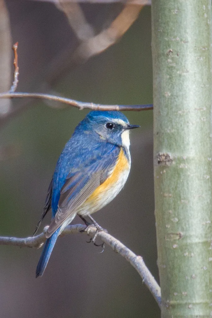 红胁蓝尾鸲(Tarsiger cyanurus)