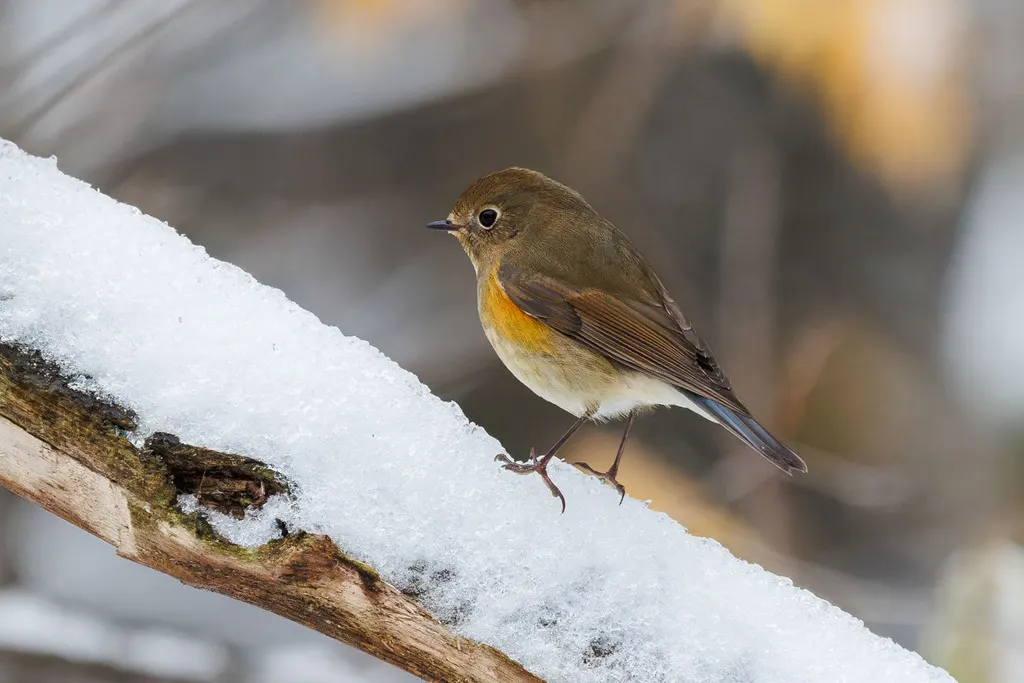红胁蓝尾鸲(Tarsiger cyanurus)