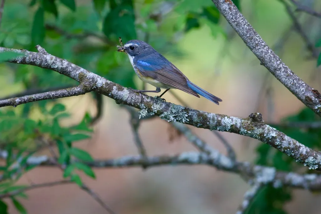 红胁蓝尾鸲(Tarsiger cyanurus)
