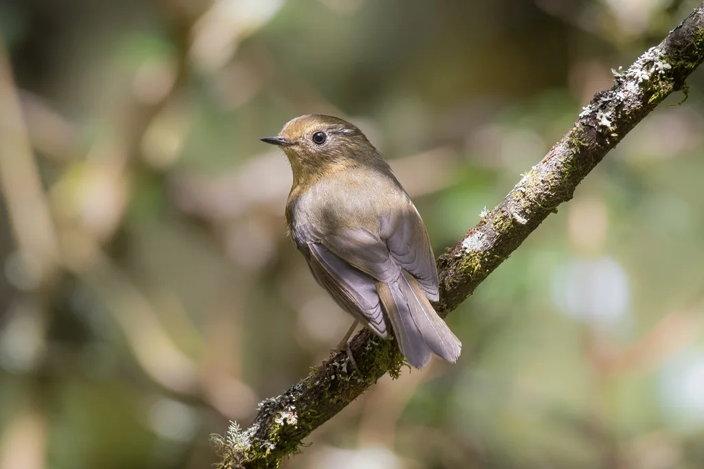台湾白眉林鸲(Tarsiger formosanus)
