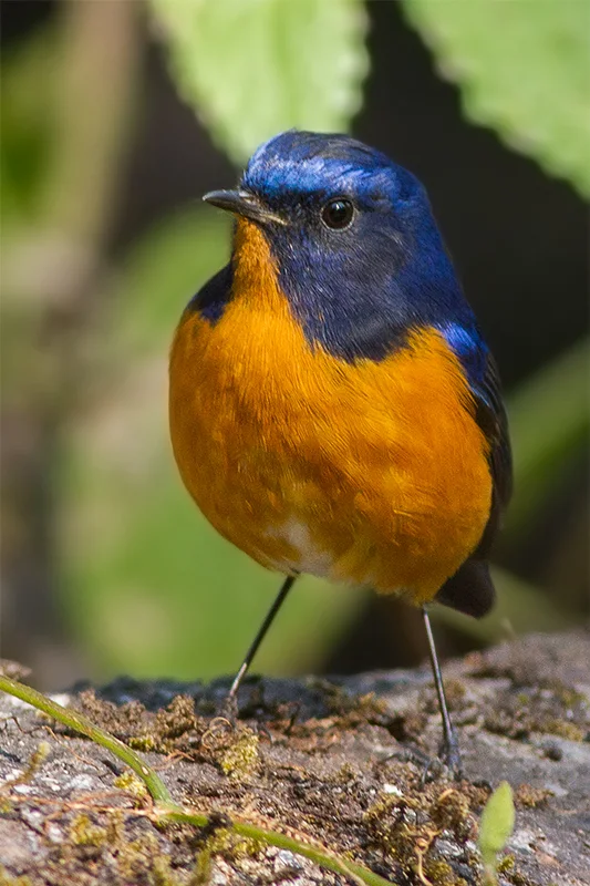 棕腹林鸲(Tarsiger hyperythrus)