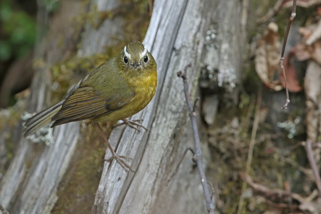 白眉林鸲（Tarsiger indicus）
