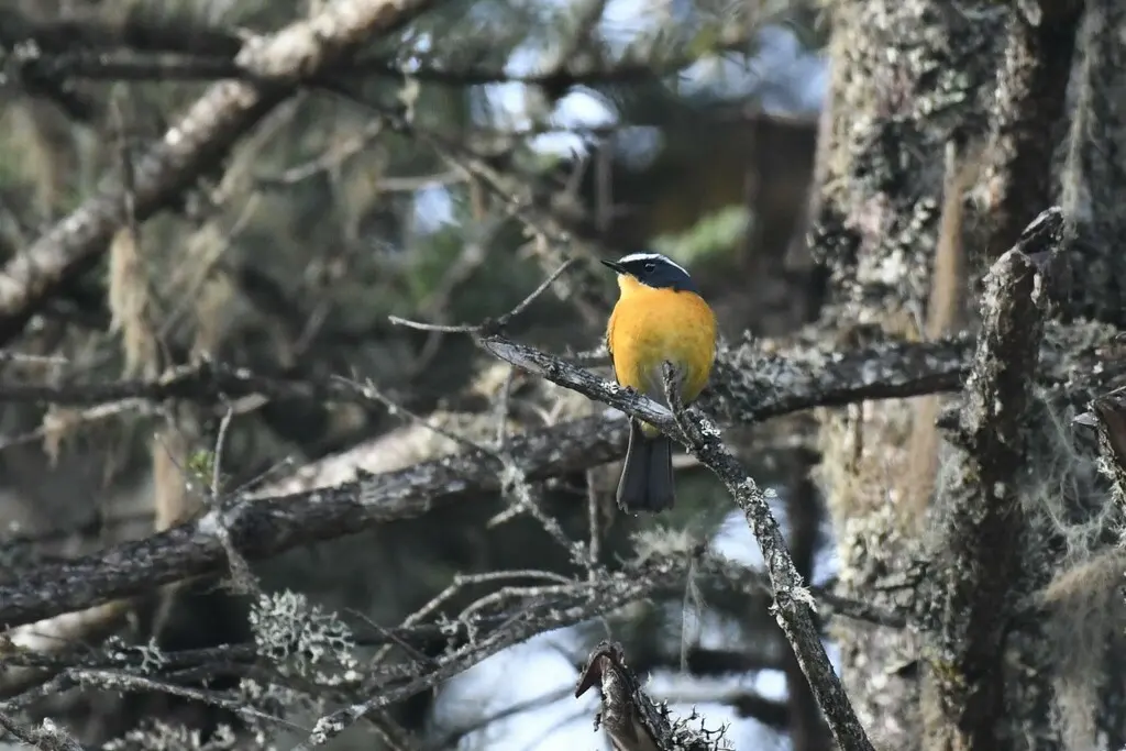 白眉林鸲（Tarsiger indicus）
