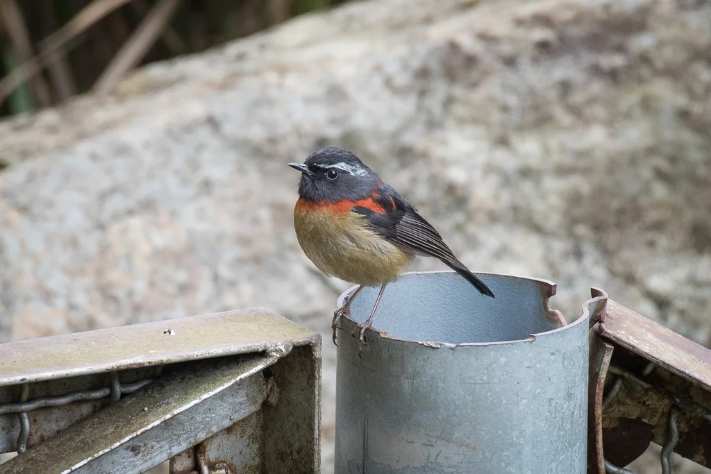台湾林鸲(Tarsiger johnstoniae)