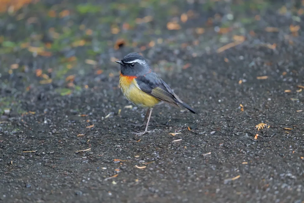 台湾林鸲(Tarsiger johnstoniae)