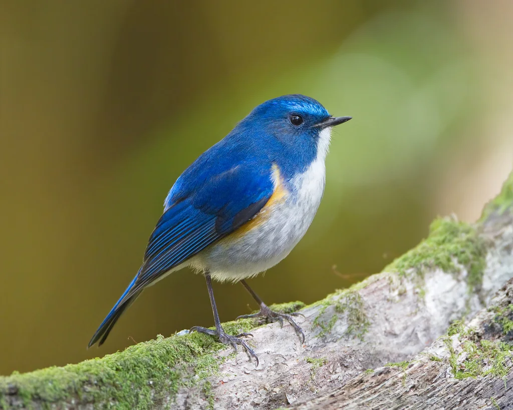 蓝眉林鸲(Tarsiger rufilatus)