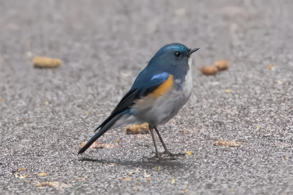 蓝眉林鸲(Tarsiger rufilatus)