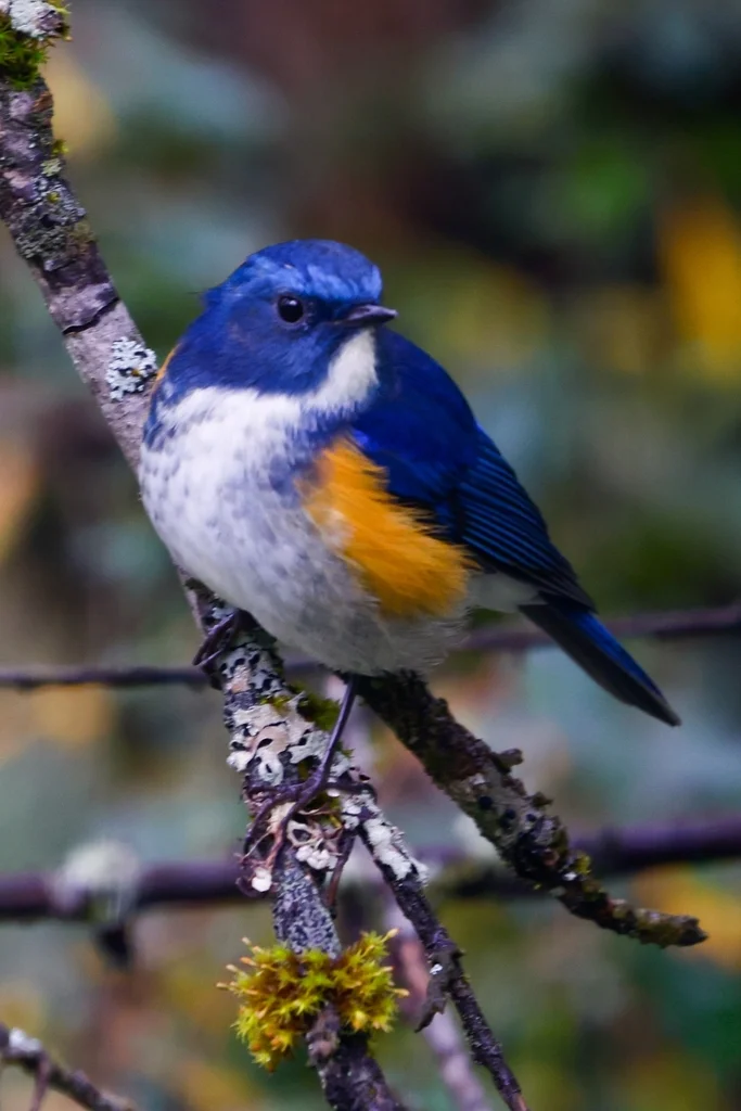 蓝眉林鸲(Tarsiger rufilatus)