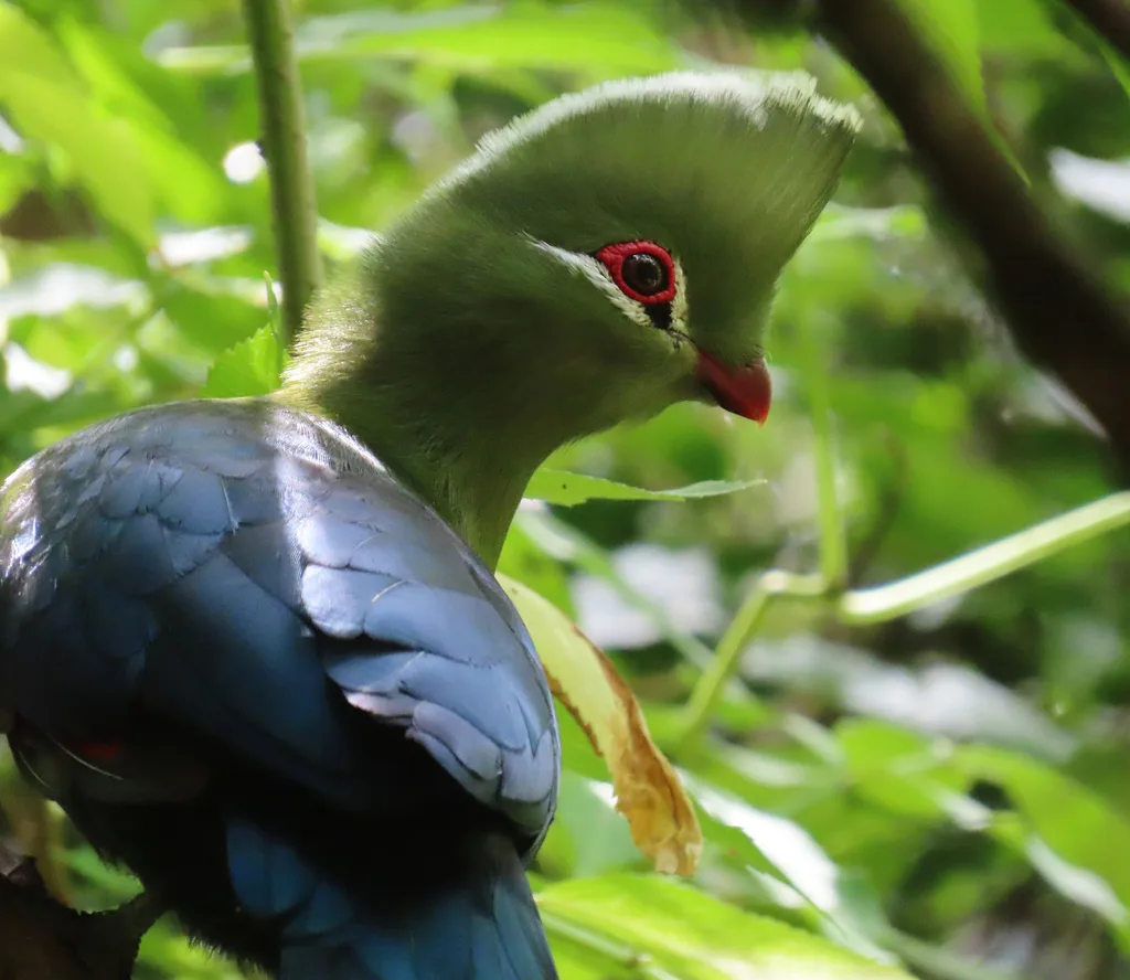 尼斯那蕉鹃(Tauraco corythaix)