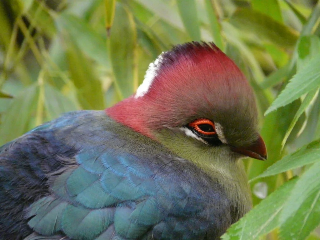 费氏蕉鹃（Tauraco fischeri）