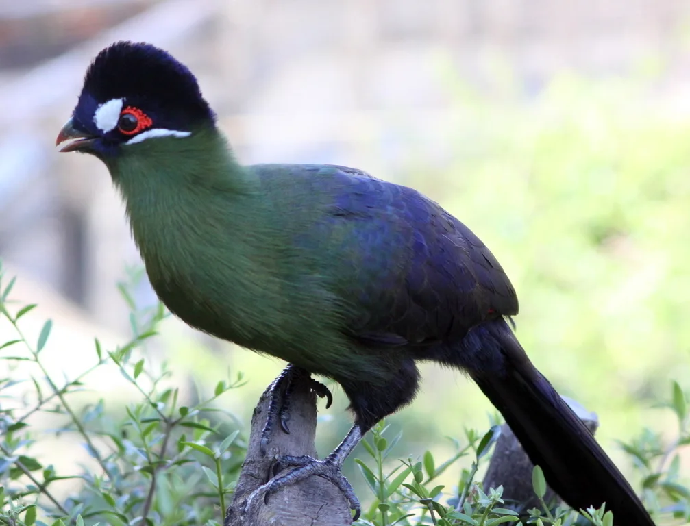 蓝冠蕉鹃(Tauraco hartlaubi)