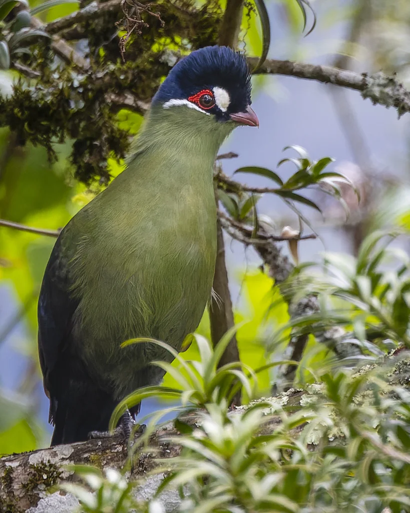 蓝冠蕉鹃(Tauraco hartlaubi)