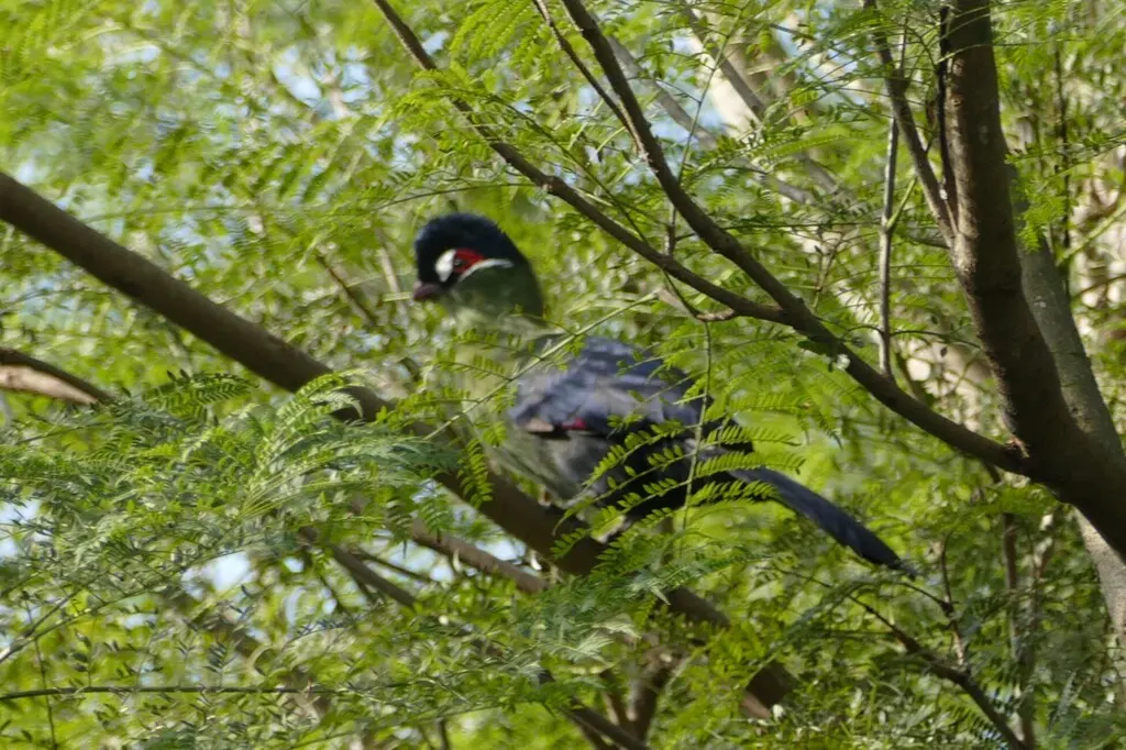蓝冠蕉鹃(Tauraco hartlaubi)