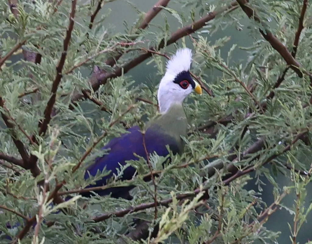 白冠蕉鹃(Tauraco leucolophus)