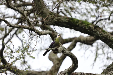 白冠蕉鹃