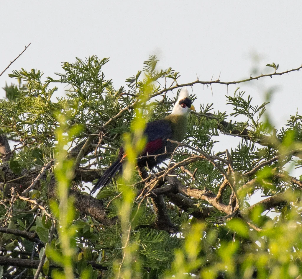 白冠蕉鹃(Tauraco leucolophus)