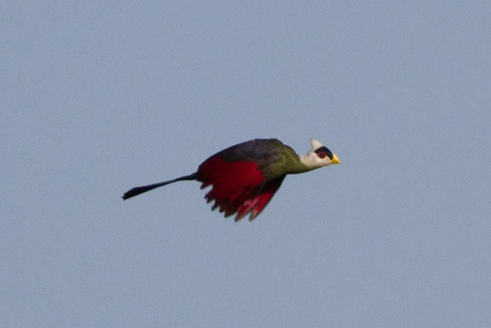 白冠蕉鹃(Tauraco leucolophus)
