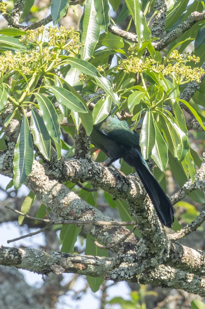 利氏蕉鹃(Tauraco livingstonii)