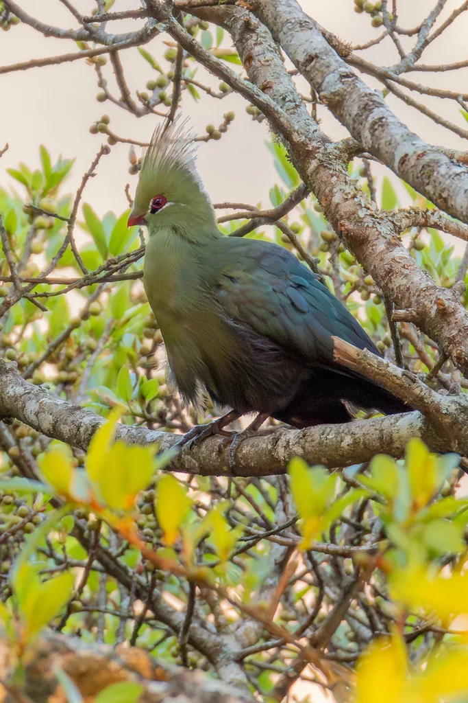 利氏蕉鹃(Tauraco livingstonii)