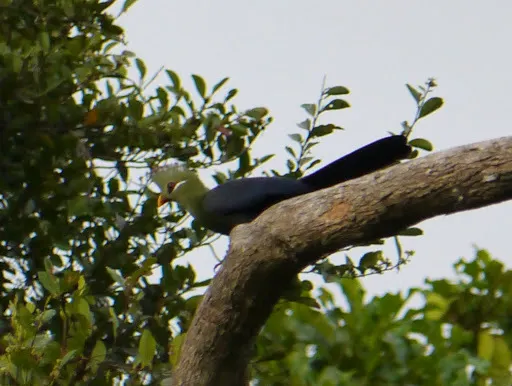 黄嘴蕉鹃(Tauraco macrorhynchus)