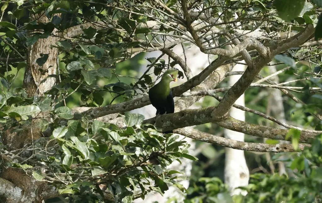 黄嘴蕉鹃(Tauraco macrorhynchus)