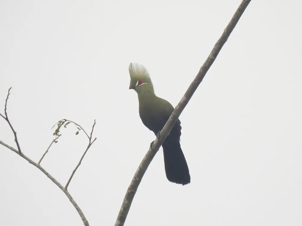 绿冠蕉鹃(Tauraco persa)