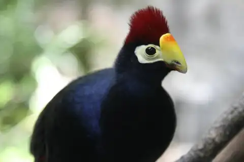 短冠紫蕉鹃