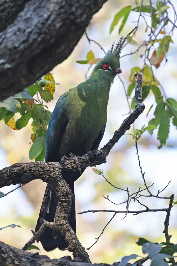 沙氏蕉鹃（Tauraco schalowi）