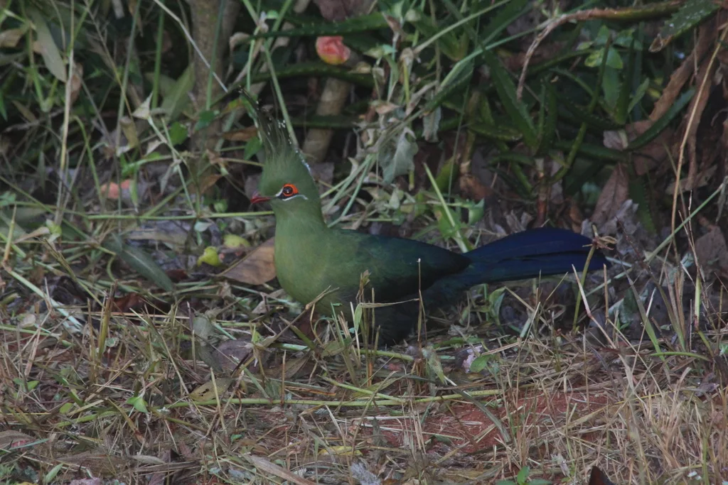 沙氏蕉鹃（Tauraco schalowi）