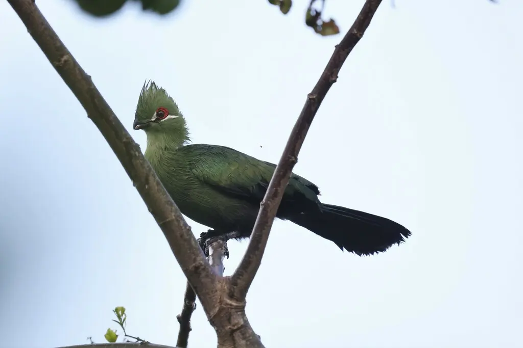 黑嘴蕉鹃(Tauraco schuettii)