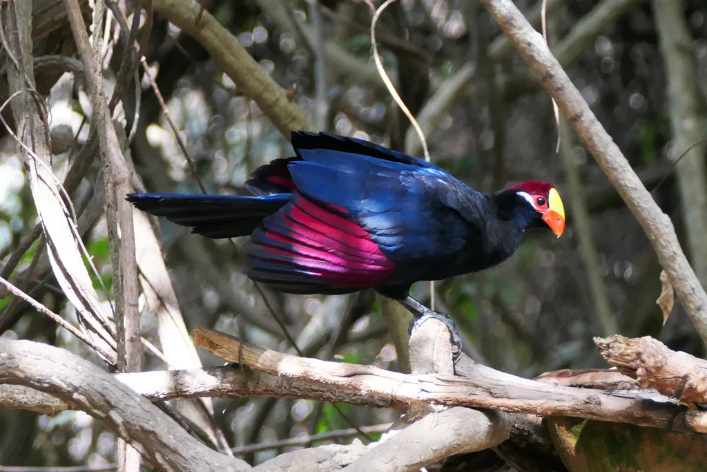 紫蕉鹃(Tauraco violaceus)
