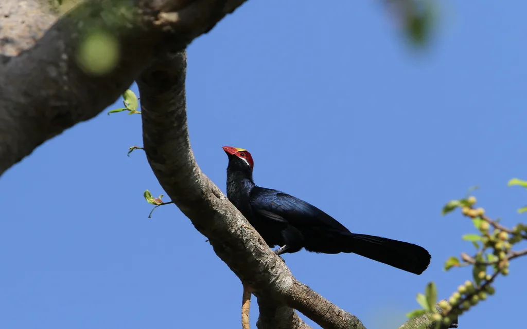 紫蕉鹃(Tauraco violaceus)