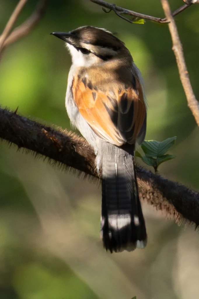 褐冠红翅鵙（Tchagra australis）