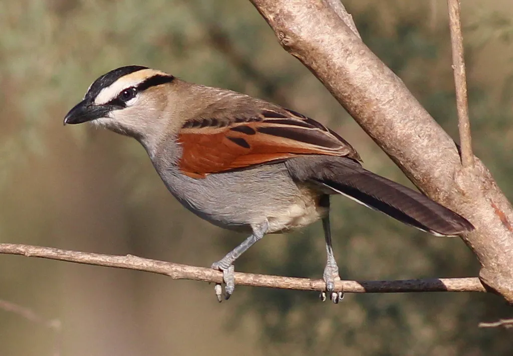 黑冠红翅鵙(Tchagra senegalus)