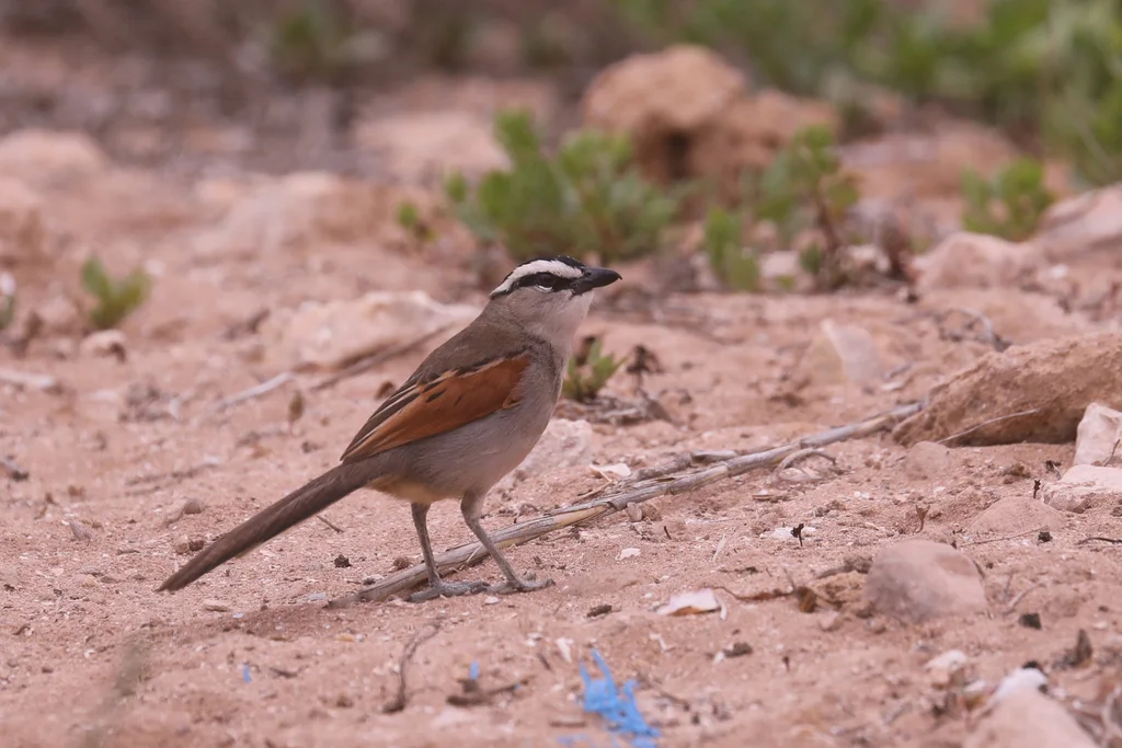 黑冠红翅鵙(Tchagra senegalus)