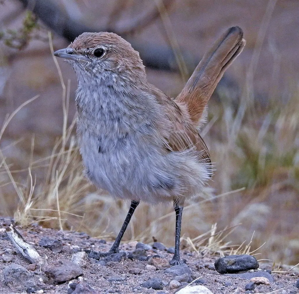 沙色窜鸟(Teledromas fuscus)