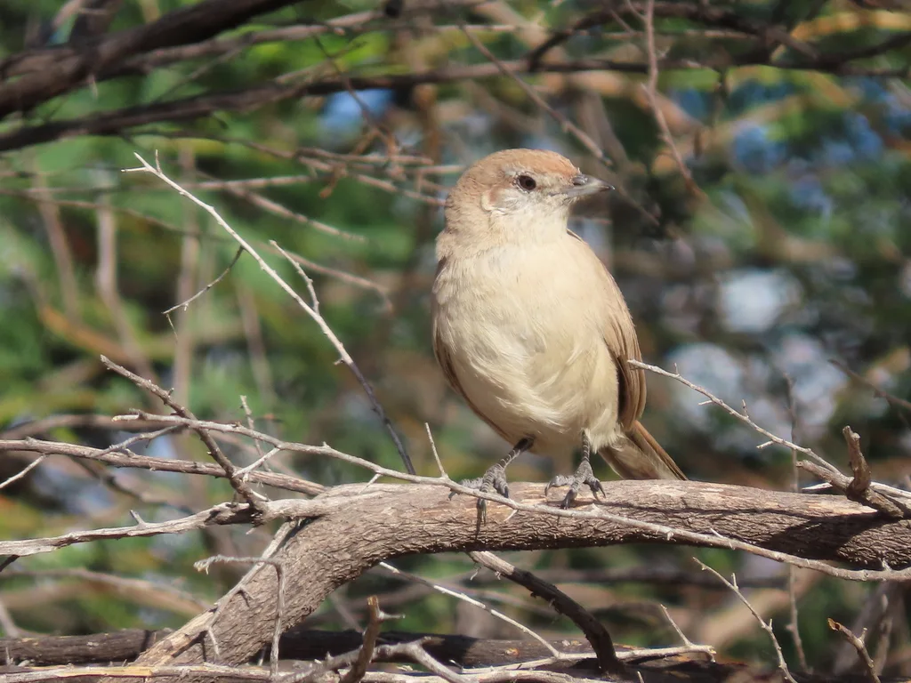 沙色窜鸟(Teledromas fuscus)